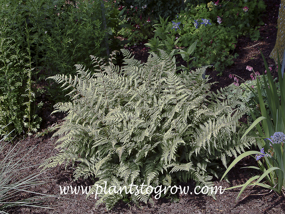 Bradford beauty (Athyrium filix-femina) This has the characteristics of the Japanese Painted Fern and the physical form of the Lady Fern